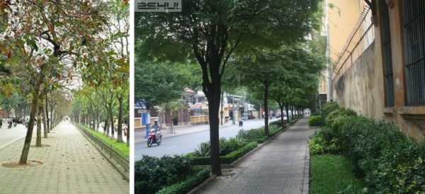 20141226 Thanh pho xanh 4.jpg